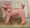 Clones: Pink Poodles - Sweetlove William